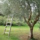 Leiter fr die Olivenernte